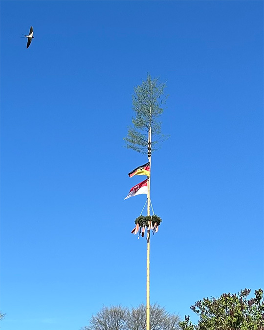 Maibaumstellen 2026
