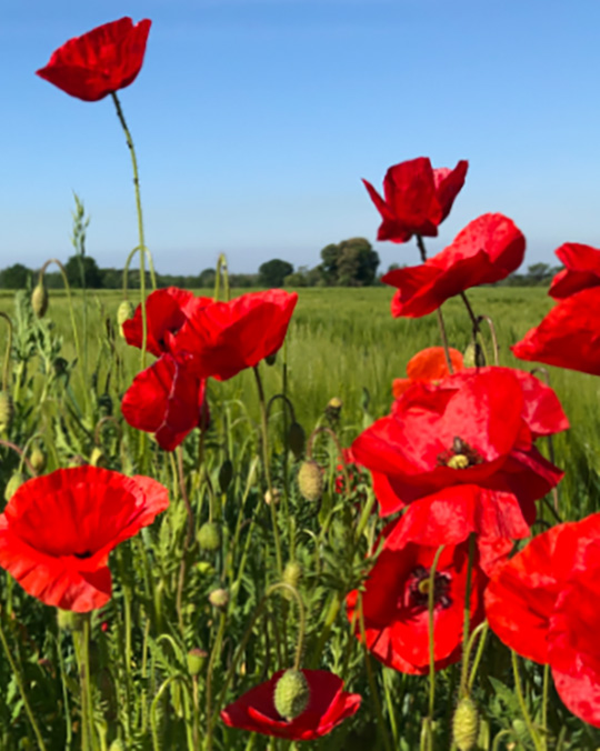 Sommerbilder